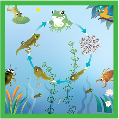 환경보호생물 화첩만들기-개구리한살이와 연못 친구들