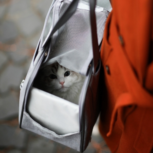 [Maskot Almacen] 반려동물 이동가방 ( TRENDY 3 in 1 캐리백 )