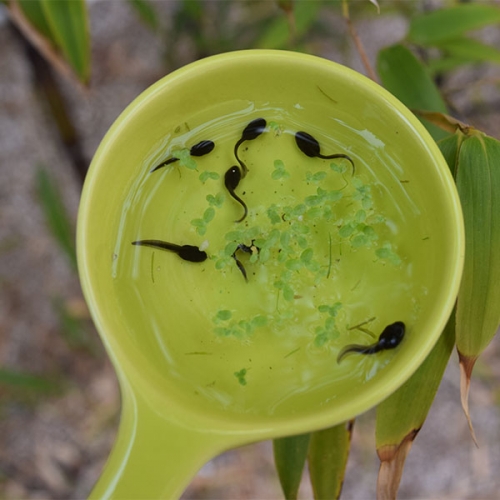 [3월 예약배송] [자연관찰] 올챙이 (10마리) 생물