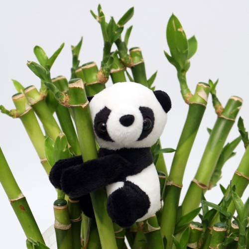 팬더클립 개운죽 키우기