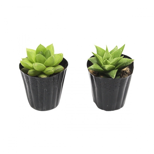 곰돌이 코코넛 화분_생다육이