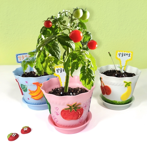 내가 꾸미고 키우는 방울토마토 화분 (5인용)