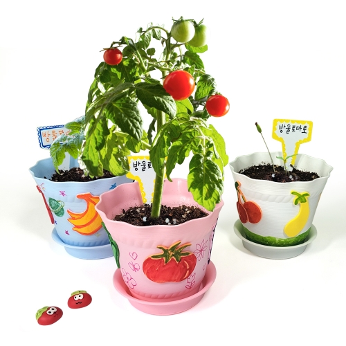 내가 꾸미고 키우는 방울토마토 화분 (5인용)