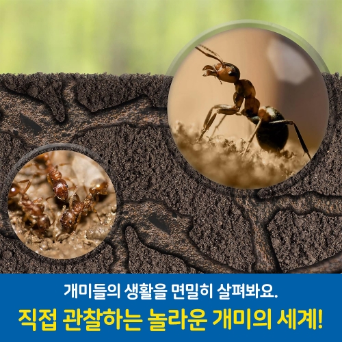 (러닝리소스)EDI5147 지오사파리 개미공장