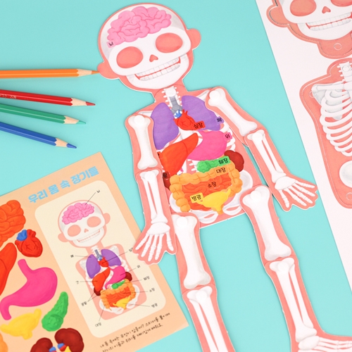 [오늘놀이] 소중한 나_종이 관절 인형 만들기(37cm/인체장기스티커포함/KC인증)