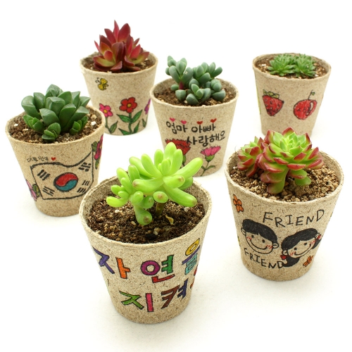 친환경 그리기화분 다육심기(6개세트)