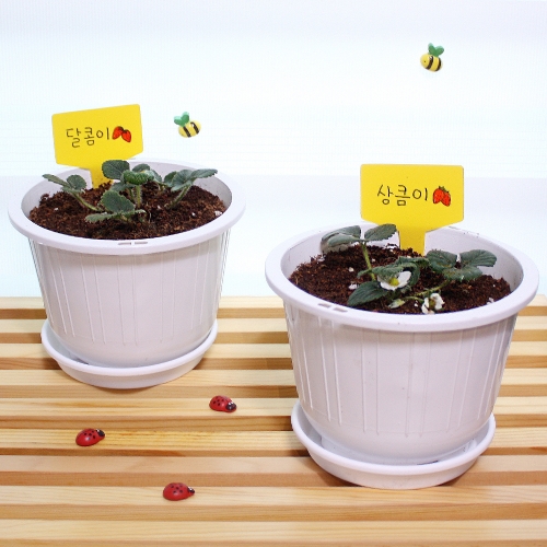 새콤달콤 딸기 모종키우기(5개세트)