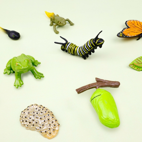 [오늘놀이] 자연관찰 폴딩북 한살이 피규어(자연관찰/성장과정/나비/개구리/피규어 포함/KC인증)