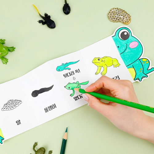 [오늘놀이] 자연관찰 폴딩북 한살이 피규어(자연관찰/성장과정/나비/개구리/피규어 포함/KC인증)