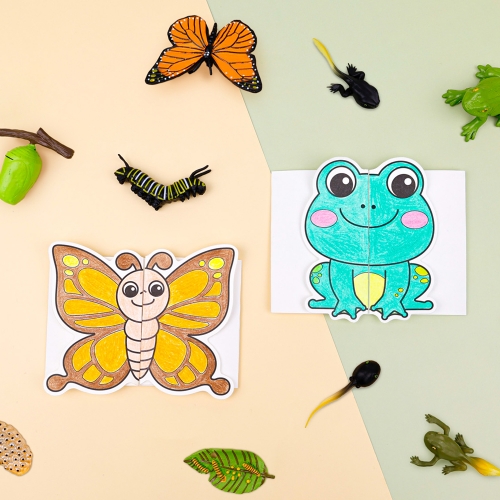 [오늘놀이] 자연관찰 폴딩북 한살이 피규어(자연관찰/성장과정/나비/개구리/피규어 포함/KC인증)