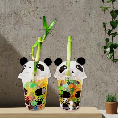 메이크문구 화분꾸미기개운죽 1인용