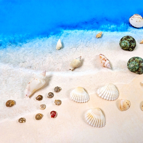 [만꾸] 조개 컬렉션