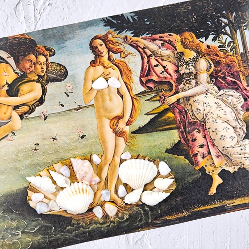 [만꾸] 조개 컬렉션