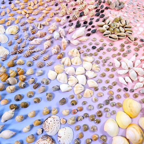 [만꾸] 조개 컬렉션