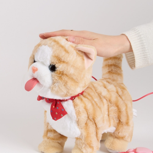 [캐스B]플레이 그루밍하는고양이(2736)