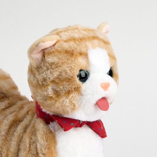 [캐스B]플레이 그루밍하는고양이(2736)