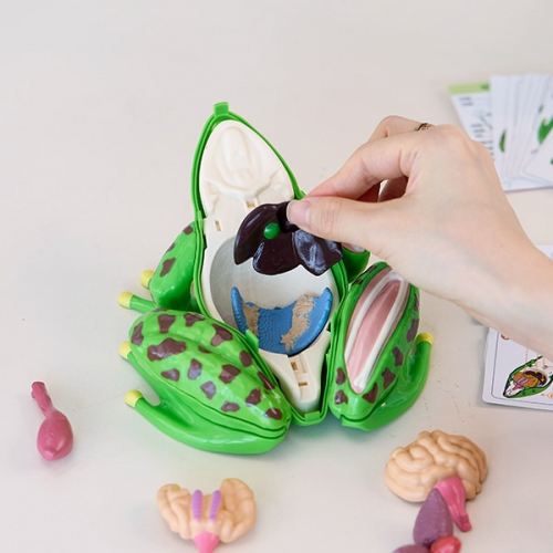 [캐스B]네이처 개구리해부모형(2778)