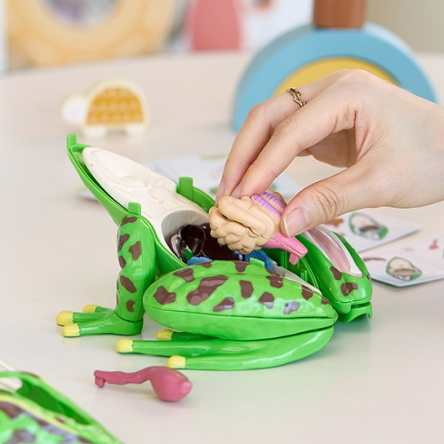 [캐스B]네이처 개구리해부모형(2778)