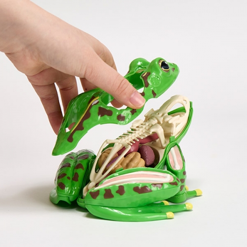 [캐스B]네이처 개구리해부모형(2778)