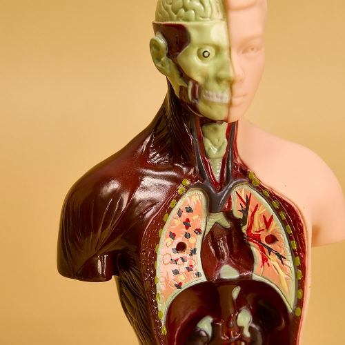 [캐스B]네이처 인체해부모형(2779)