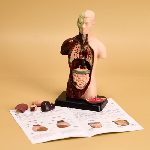 [캐스B]네이처 인체해부모형(2779)