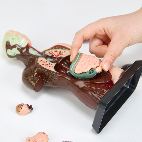 [캐스B]네이처 인체해부모형(2779)