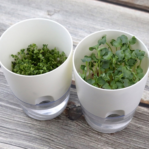 새싹농부 무순 브로콜리 새싹기르기(6개)