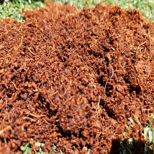 달팽이, 거북이, 도마뱀 등 코코피트 바닥재 600g 1봉지