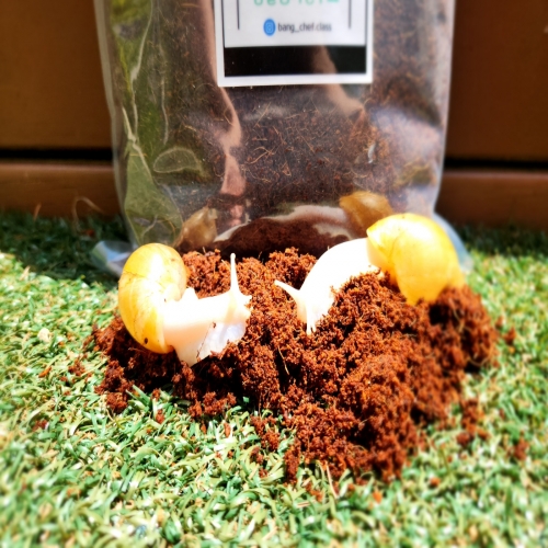 달팽이, 거북이, 도마뱀 등 코코피트 바닥재 600g 1봉지