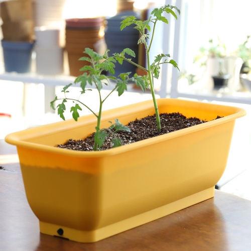 팡팡텃밭화분 + 토마토모종(1개) +추가모종