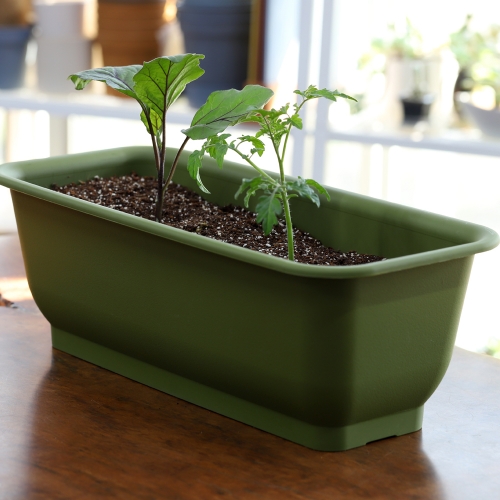 팡팡텃밭화분 + 토마토모종(1개) +추가모종