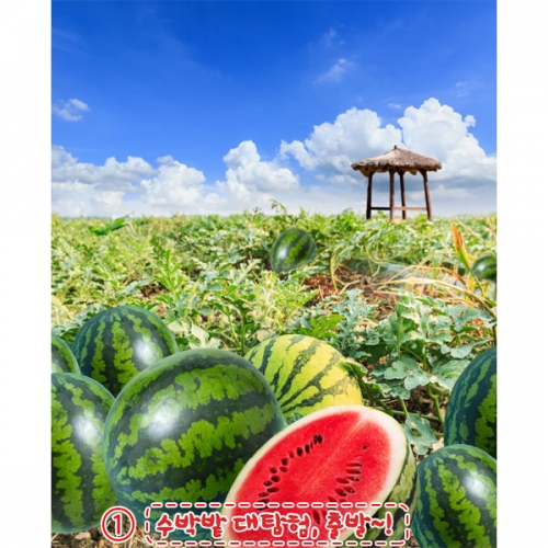 [파티붕붕] D6057 수박 현수막