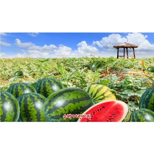 [파티붕붕] D6057 수박 현수막