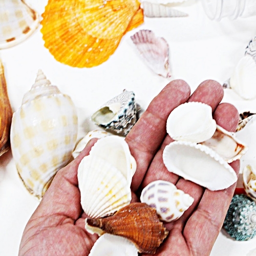 레진아트 네일아트 공예 만들기 꾸미기_바다친구들/작은조개와 소라껍데기 모음