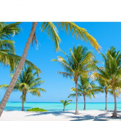 [파티붕붕]D2934 야자수 현수막 / 어린이집 유치원 바다 풍경 해변 현수막 포토존
