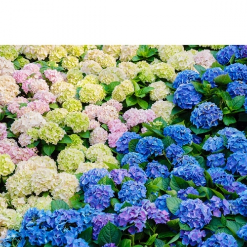 [파티붕붕]D3059 수국 현수막 / 어린이집 유치원 배경 현수막 꽃 축제 플랜카드