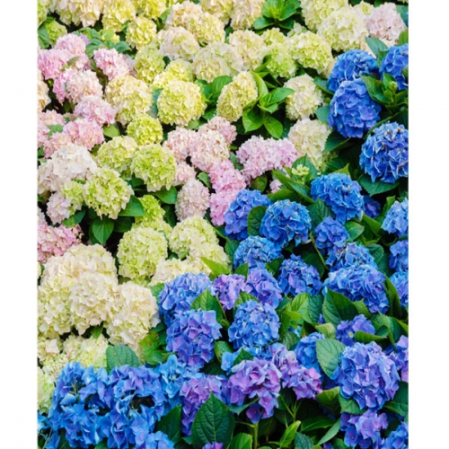 [파티붕붕]D3059 수국 현수막 / 어린이집 유치원 배경 현수막 꽃 축제 플랜카드