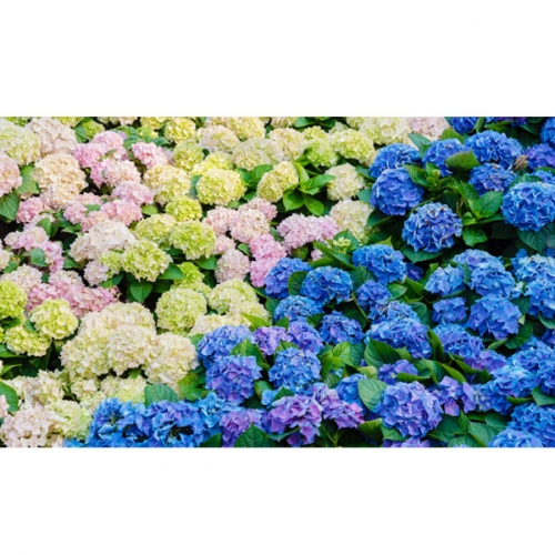 [파티붕붕]D3059 수국 현수막 / 어린이집 유치원 배경 현수막 꽃 축제 플랜카드