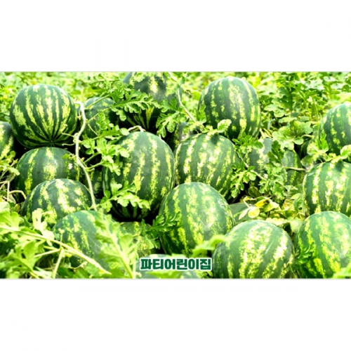 [파티붕붕] D4768 현수막 / 수박 현수막 어린이집 유치원 텃밭체험 포토존 제작