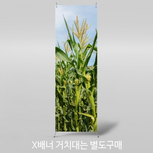 [파티붕붕]X배너 3058 / 유치원 어린이집 옥수수 요리활동 포토존 꾸미기