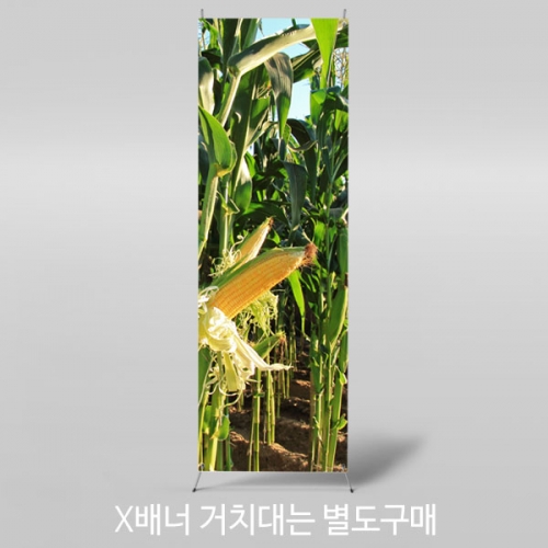 [파티붕붕]X배너 3057 / 텃밭 체험활동 배경 어린이집 유치원 체험학습 옥수수 배너