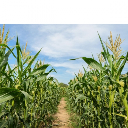 [파티붕붕]D3058 옥수수 현수막 / 유치원 어린이집 옥수수 요리활동 포토존 꾸미기