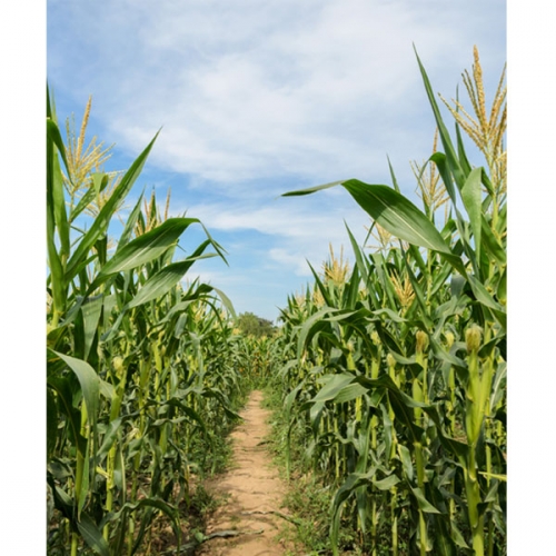 [파티붕붕]D3058 옥수수 현수막 / 유치원 어린이집 옥수수 요리활동 포토존 꾸미기
