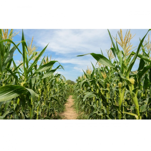 [파티붕붕]D3058 옥수수 현수막 / 유치원 어린이집 옥수수 요리활동 포토존 꾸미기