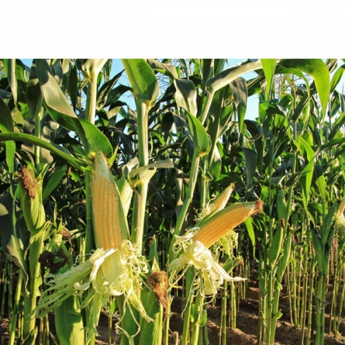 [파티붕붕]D3057 옥수수 현수막 / 텃밭 체험활동 배경 어린이집 유치원 체험학습 현수막