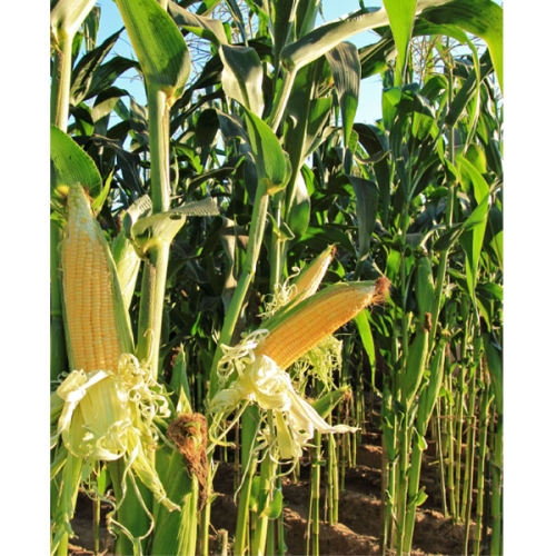 [파티붕붕]D3057 옥수수 현수막 / 텃밭 체험활동 배경 어린이집 유치원 체험학습 현수막