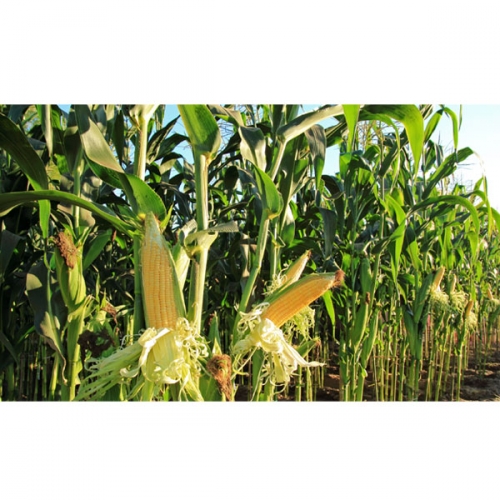 [파티붕붕]D3057 옥수수 현수막 / 텃밭 체험활동 배경 어린이집 유치원 체험학습 현수막