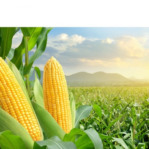 [파티붕붕]D3056 옥수수 현수막 / 어린이집 유치원 여름 텃밭 옥수수 배경 현수막 제작