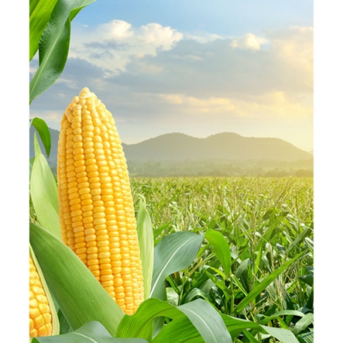 [파티붕붕]D3056 옥수수 현수막 / 어린이집 유치원 여름 텃밭 옥수수 배경 현수막 제작