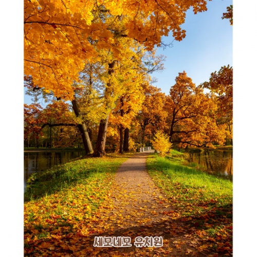 [파티붕붕]D5091 낙엽길 현수막 / 어린이집 가을 실사 현수막 유치원 단풍나무 숲배경 포토존